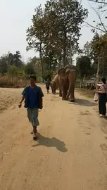 Walking with Elephants