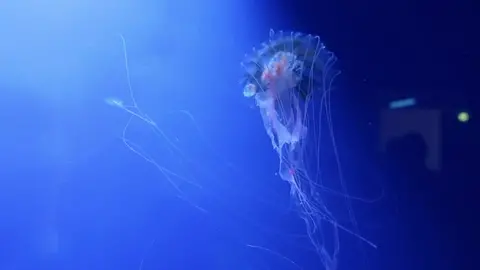 Jellyfish