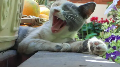 Cat sleeping and drinking