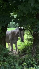 Video jigsaw puzzle titled Beautiful Grey Horse