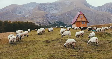 Sheep