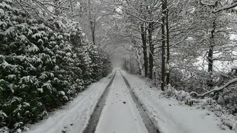 Forest Road in the Snow