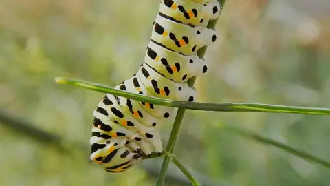 Caterpillar Munching