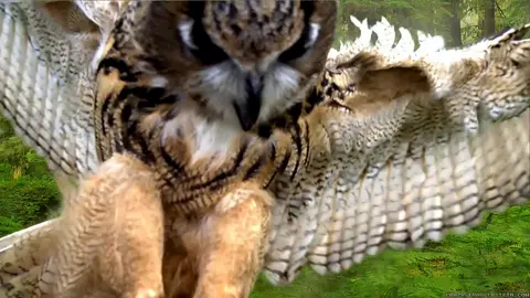 Dramatic Owl Touchdown