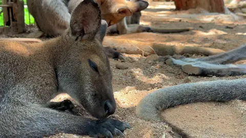 Sleepy Roo on a hot day