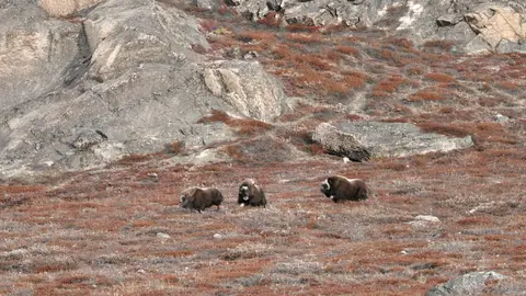 Musk Ox Running in Greenland