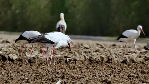 Storks on a plowed field