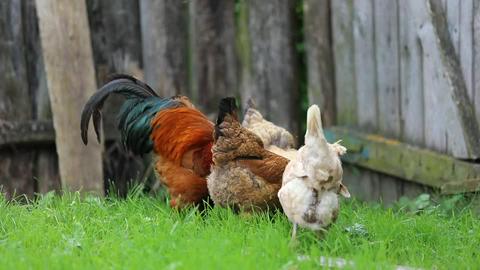 Farm animals