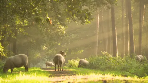 Sheep in the morning sun