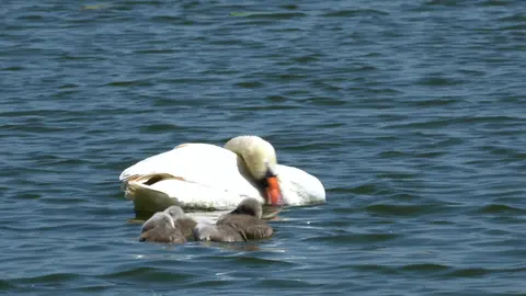 Mama Swan with Babies