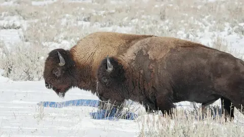 Bison in the snow, Wyoming