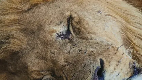 Snoozing Lion