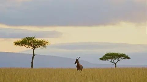 Antelope on the Savanna