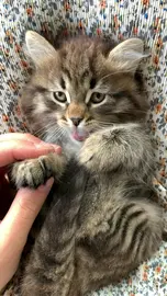 Cute Kitten