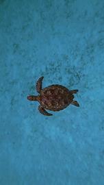 Video jigsaw puzzle titled Sea Turtle
