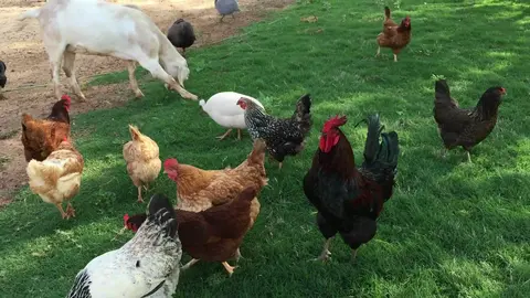 Chickens